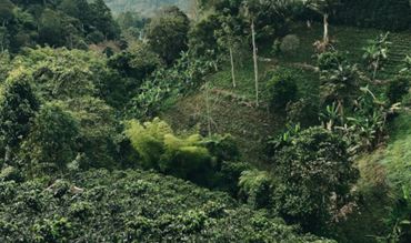 View of a plant in South America