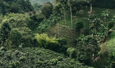 Vue d'une plantation en Amérique du Sud